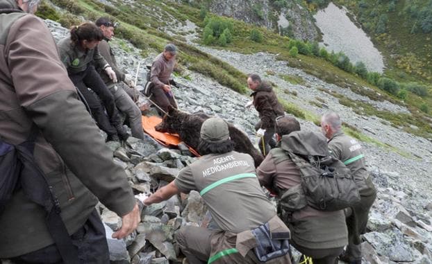 Un operativo especial de la Junta recupera los restos de un ejemplar de oso pardo en el entorno del Pico Miro de Valdeprado.