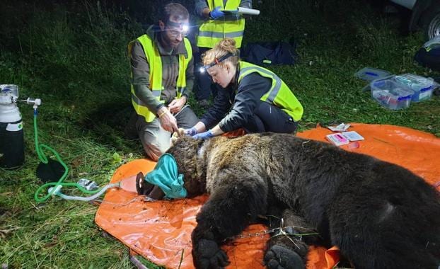 EL equipo de radiomarcaje de la Junta 'captura' un ejemplar de oso en el Sil para su seguimiento./