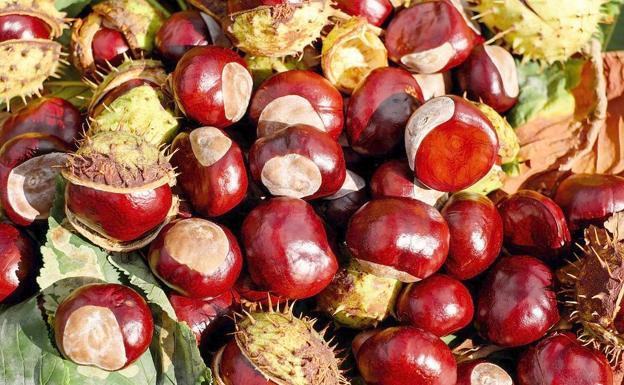 Junta e ITJ aprueban más de 430.000 euros para el Centro Tecnológico de la Castaña