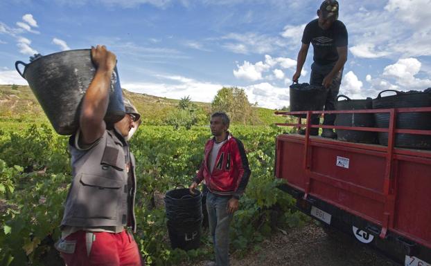 La DO Bierzo inicia el 27 de agosto una vendimia que recogerá una cosecha de 10 millones de kilos «de muy buena calidad»