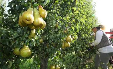 La ABA cifra en un 10% las pérdidas ocasionadas por el pedrisco en los plantaciones de frutales del Bierzo
