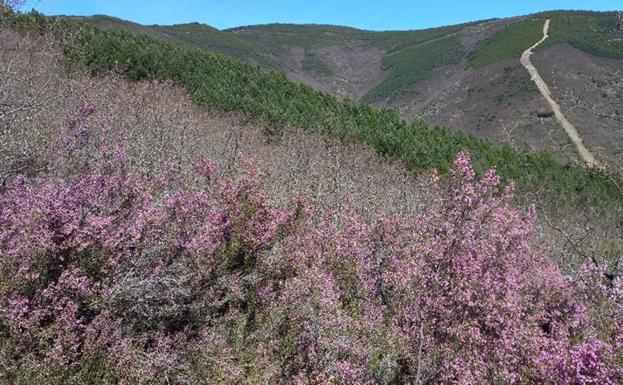 El proyecto SUPERB reúne en Carracedelo a agentes implicados en la gestión y restauración forestal en el Bierzo