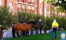Aparece un caballo suelto por las calles de la parte alta de Ponferrada
