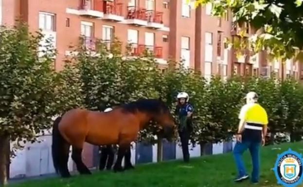 Aparece un caballo suelto por las calles de la parte alta de Ponferrada