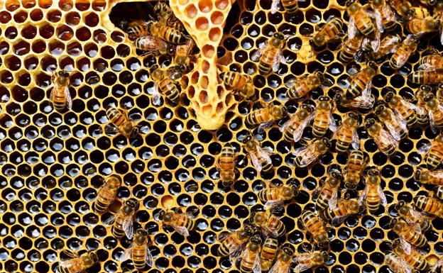 Carracedelo y Cacabelos acogen del 17 al 25 de octubre un curso sobre la sanidad de las abejas