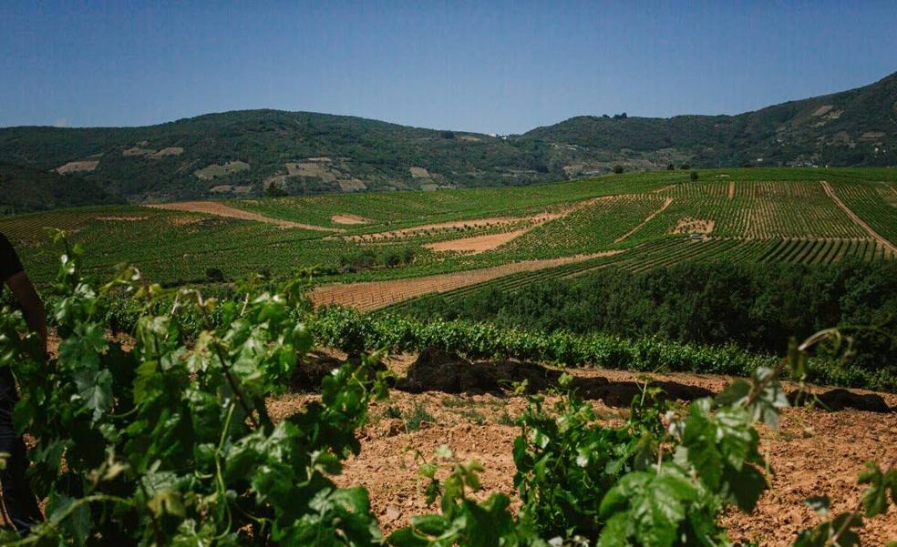 La DO Bierzo finaliza la vendimia con una producción de 11,2 millones de kilos de uva