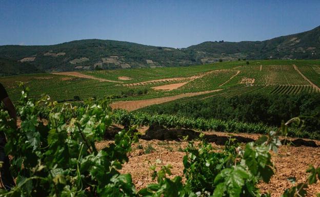 La DO Bierzo finaliza la vendimia con una producción de 11,2 millones de kilos de uva