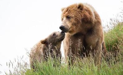 La Junta niega la «traslocación» de ejemplares de oso pardo a la comarca del Bierzo