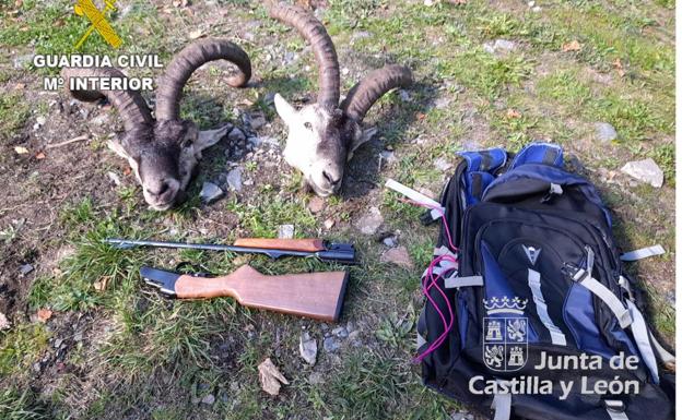 Sorprenden a un cazador furtivo que portaba dos cabezas de cabra montés en la Reserva de los Ancares