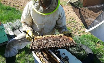 Los ataques del oso pardo a colmenares del Bierzo dejan un 'reguero' de daños de hasta 20.000 euros a los apicultores de la comarca