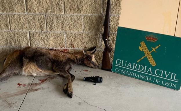 Denunciados dos cazadores furtivos que abatieron un rebeco en horario nocturno en los montes de Balboa