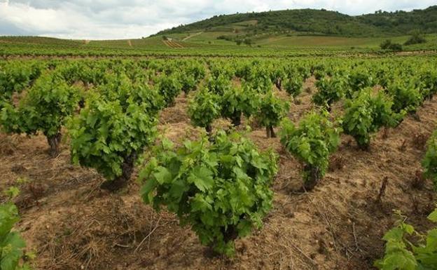 Cendón exige a Mañueco que cumpla con su promesa y desarrolle el Parque Agroalimentario del Bierzo