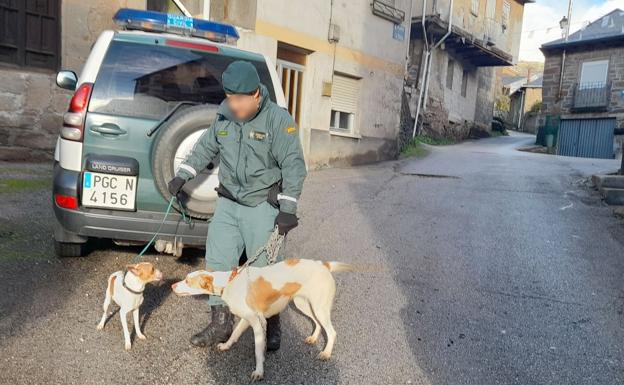 Un imputado por abandonar en su casa de Tremor de Arriba a dos perros sin comida ni bebida