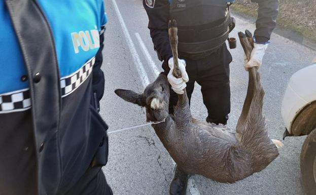 Fallece una corza horas después de chocar contra un turismo en el acceso a Toral de Merayo