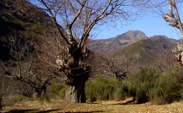 La RBALE y la UNED organizan un curso de mantenimiento de sotos de castaño