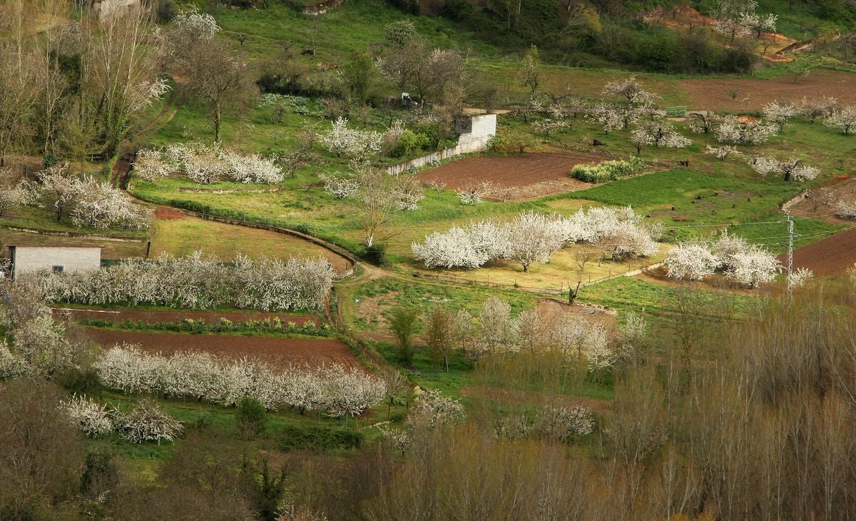 El Jerte berciano