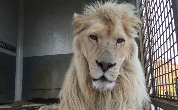 La capital no contratará con circos que tengan animales salvajes