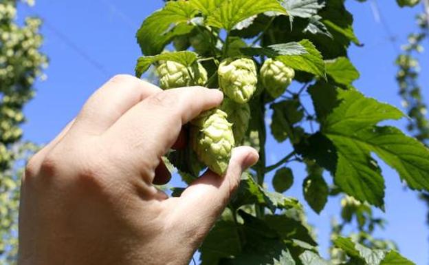 La cerveza vuelve a reinar en Carrizo