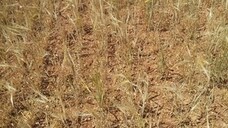 El campo ve «insuficientes» las medidas de Agricultura para paliar los efectos de la sequía