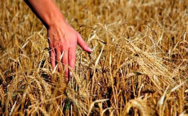 La campaña de cereal se inicia con previsión de una reducción de hasta el 70% en la Comunidad
