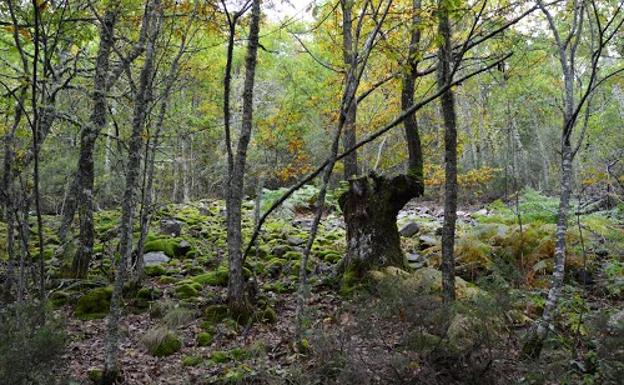 La Fiscalía pide tres años de inhabilitación a cinco pedáneos de Palacios del Sil por «entorpecer» la transparencia