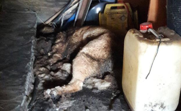 La Guardia Civil investiga a una persona por la muerte de un mastín en Palacios del Sil