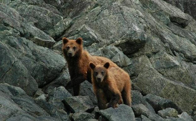 Veinticinco años al rescate del oso