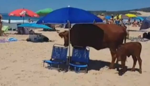 Las playas también son para las vacas