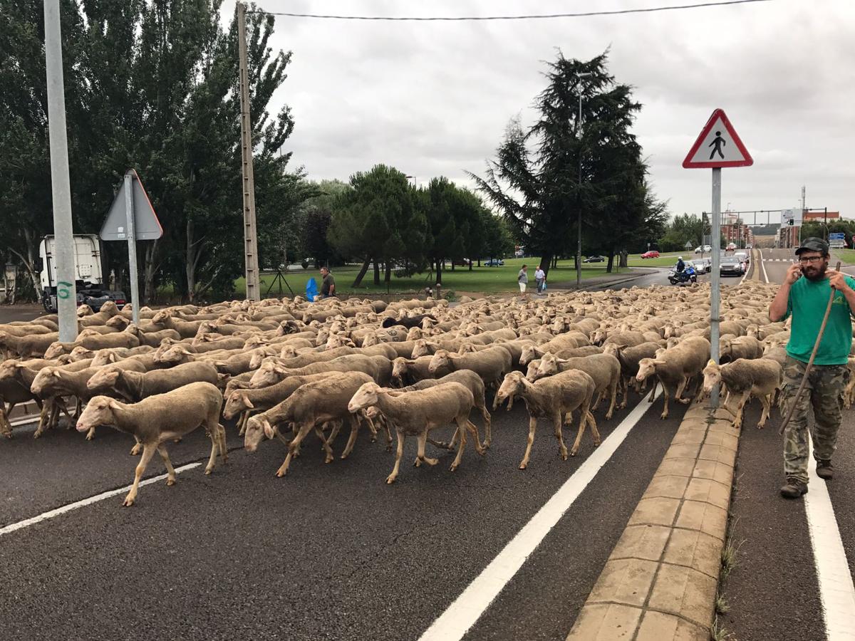 Las ovejas se pasean por León