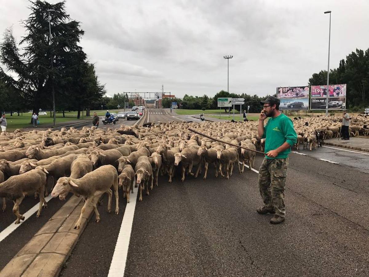 Las ovejas se pasean por León