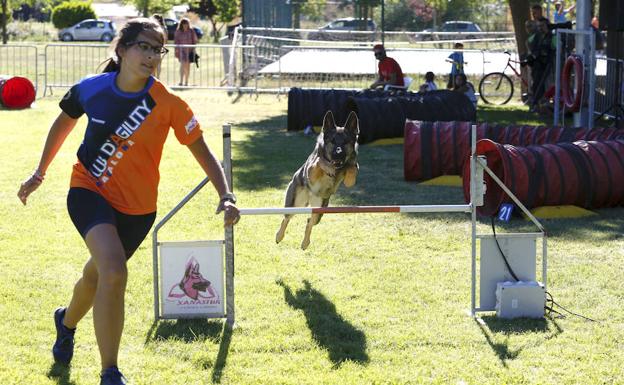 El III Trofeo de Agility ‘Reino de León’ reunirá del 21 al 23 de julio en Veguellina de Órbigo a más de 400 perros