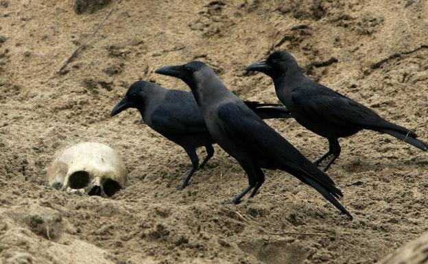 Los cuervos pueden planear con anticipación, como los humanos y los grandes simios