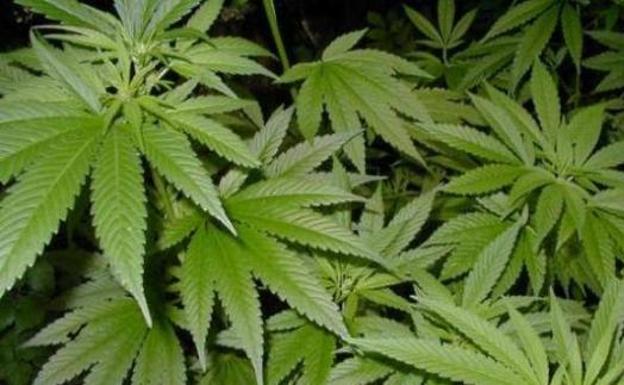Ingresa en prisión un ciudadano chino que tenía un laboratorio de cultivo de marihuana en una casa de Ponferrada