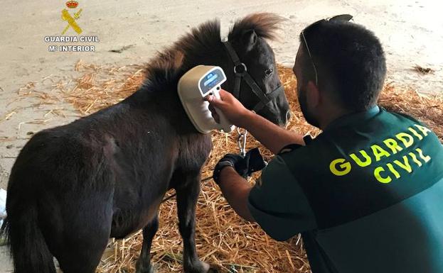 La Guardia Civil investiga a una persona por el robo de un pony