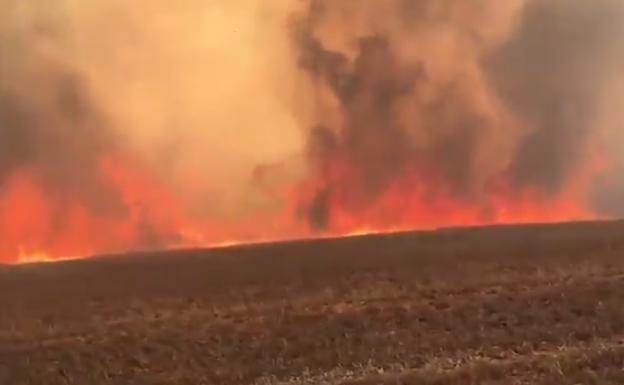 Un incendio accidental en Calzadilla de los Hermanillos quema 60 hectáreas en encinas y cereal