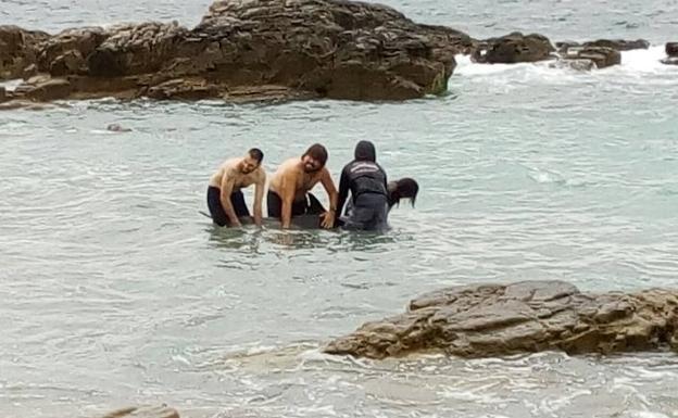 Aparece un delfín varado en Gijón
