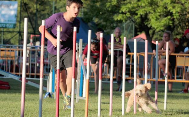 Ningún obstáculo entre el perro y su mejor amigo