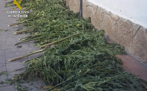 La Guardia Civil detiene a una persona por el cultivo de marihuana en Arganza