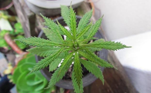 Detenido en Arganza con 40 kilos de marihuana, valorados en 19.000 euros