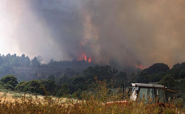 Quintana del Castillo recuperará su vegetación con la plantación de 29.000 árboles en 45 hectáreas afectadas por el incendio de 2015