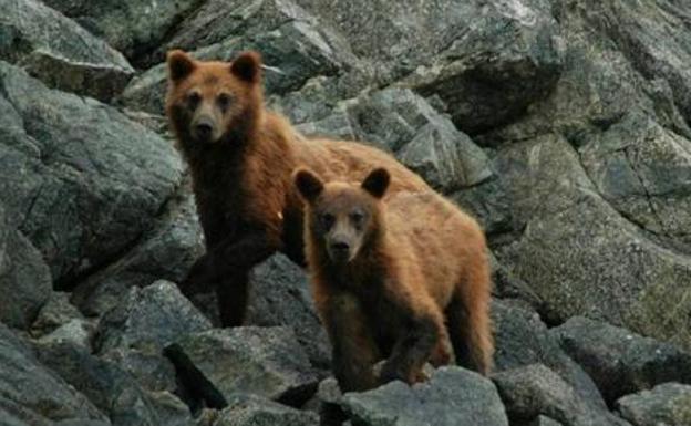 La Fundación Oso Pardo prueba con éxito un nuevo método para mejorar el seguimiento de los osos cantábricos