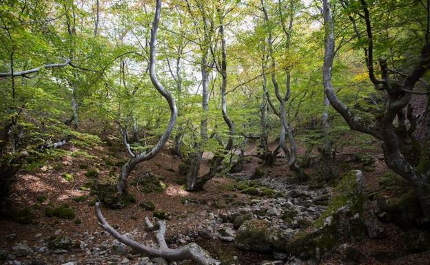 Directores de siete Reservas de la Biosfera debaten en Asturias medidas para impulsar sus áreas