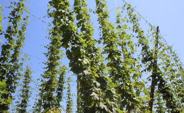 La ola de calor daña los campos de lúpulo y pone en peligro el contrato con las cerveceras nacionales