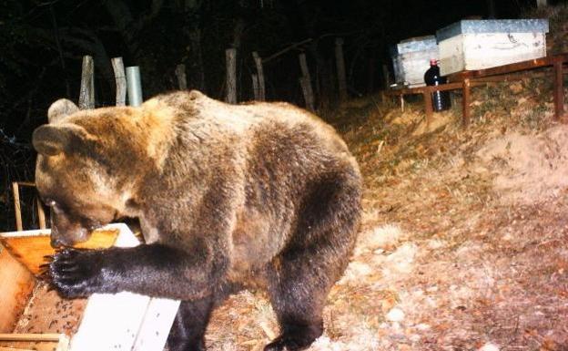 El 'oso glotón'... por falta de alimento