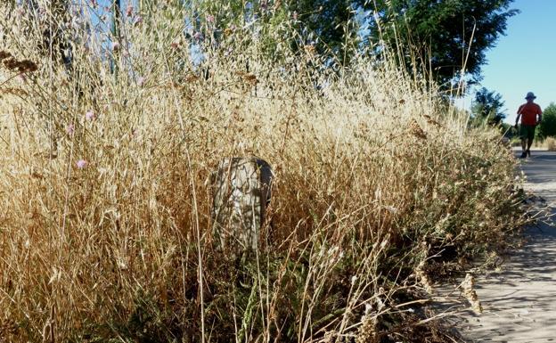 El PSOE reclama un plan de arreglo y mantenimiento de todos los carriles bici