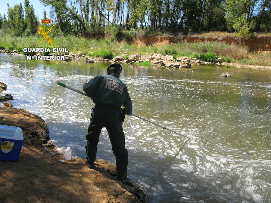 Tres investigados por la muerte de 570 peces en el río Tuerto en Nistal