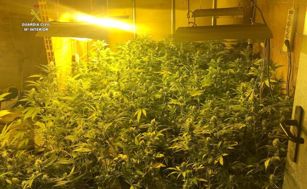 Desmantelada una plantación de 118 plantas de marihuana ubicada en una vivienda de Garrafe