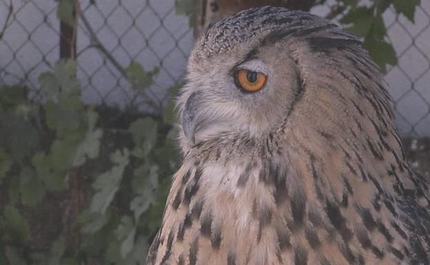 El águila de Harris vigila los cielos de la Batalla de Villadangos