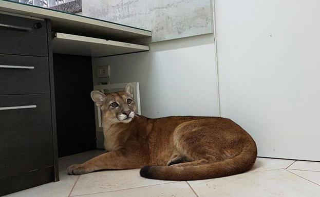 Un puma salvaje se cuela en una oficina cerca de Sao Paulo