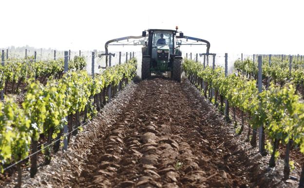 Itacyl convierte el viñedo en campo experimental del aprovechamiento energético de los residuos de la poda